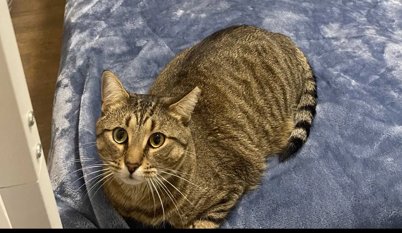 Lost cat in New Braunfels, TX, 78130