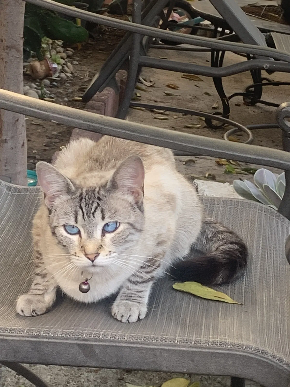 Lost cat in Escondido, CA, 92025