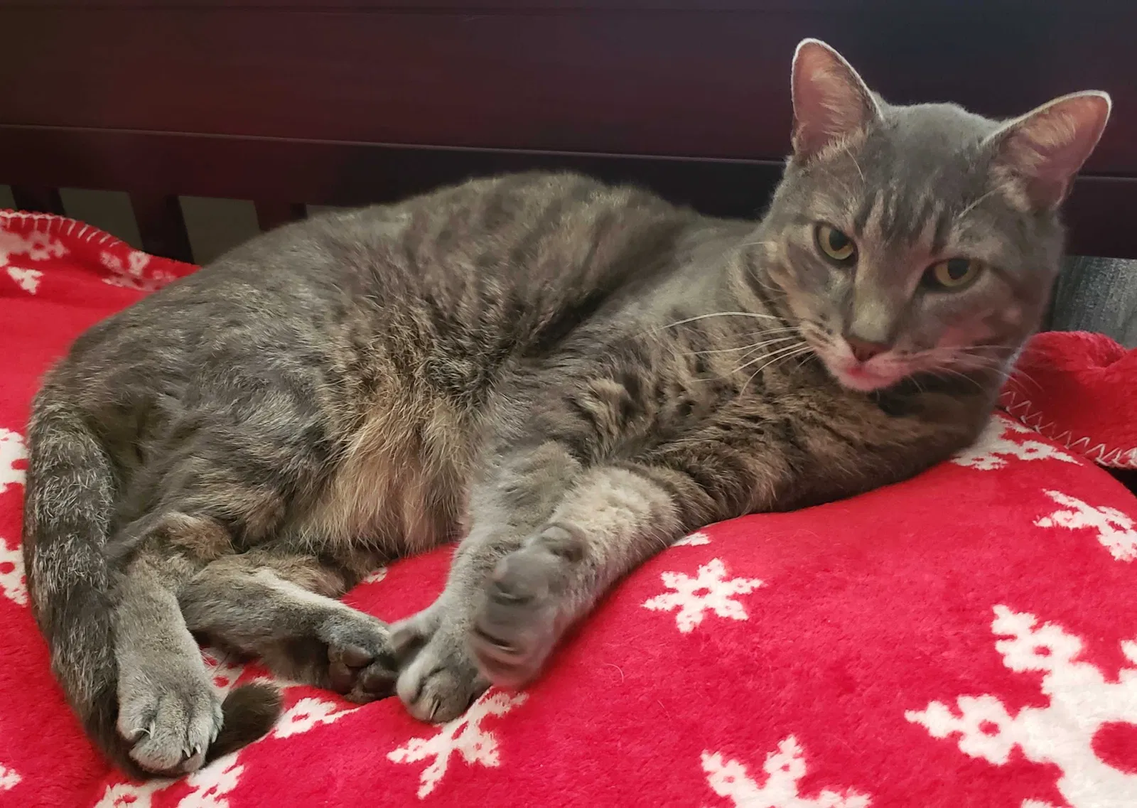Lost cat in San Antonio, TX, 78254