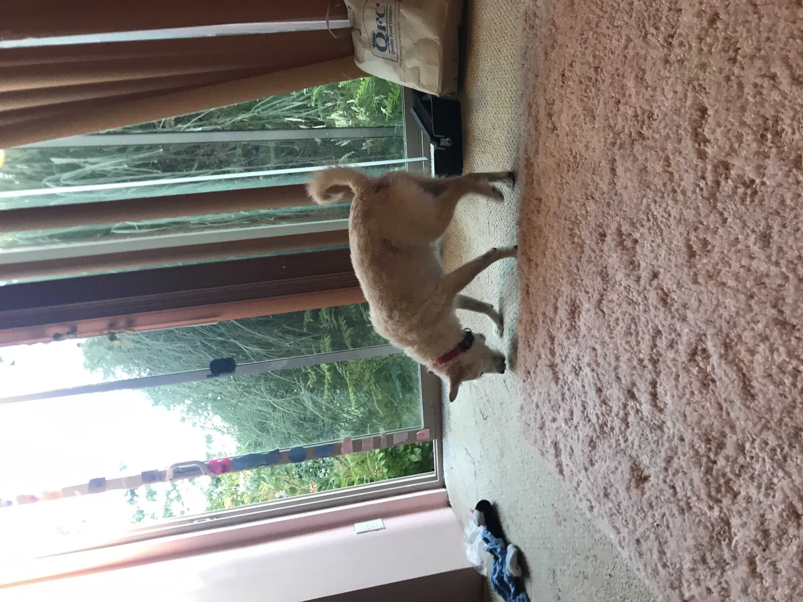 Lost dog in Portland, OR, 97267