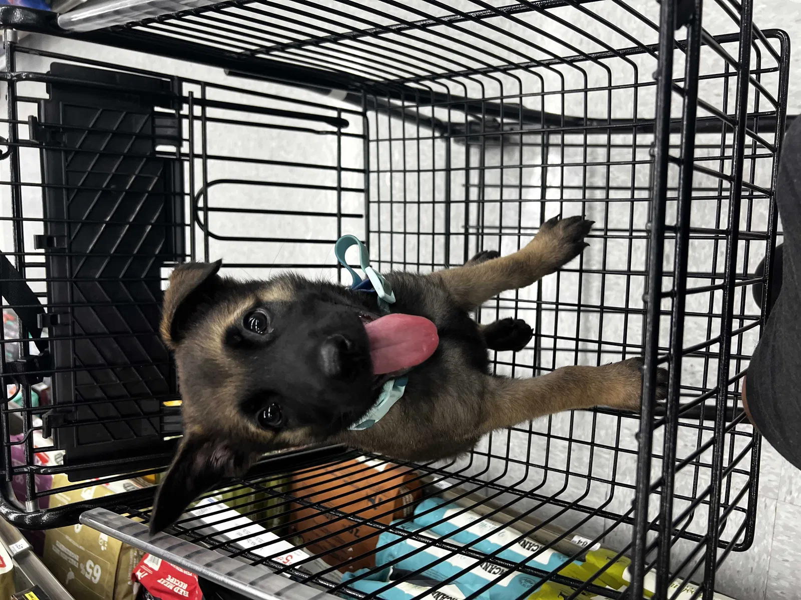 Lost dog in Compton, CA, 90222
