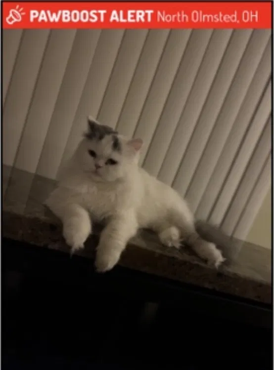 Lost cat in North Olmsted, OH, 44070