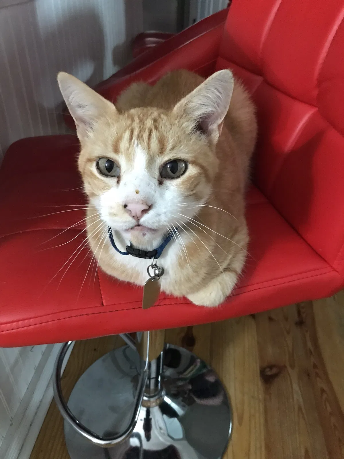 Lost cat in Sevierville, TN, 37862