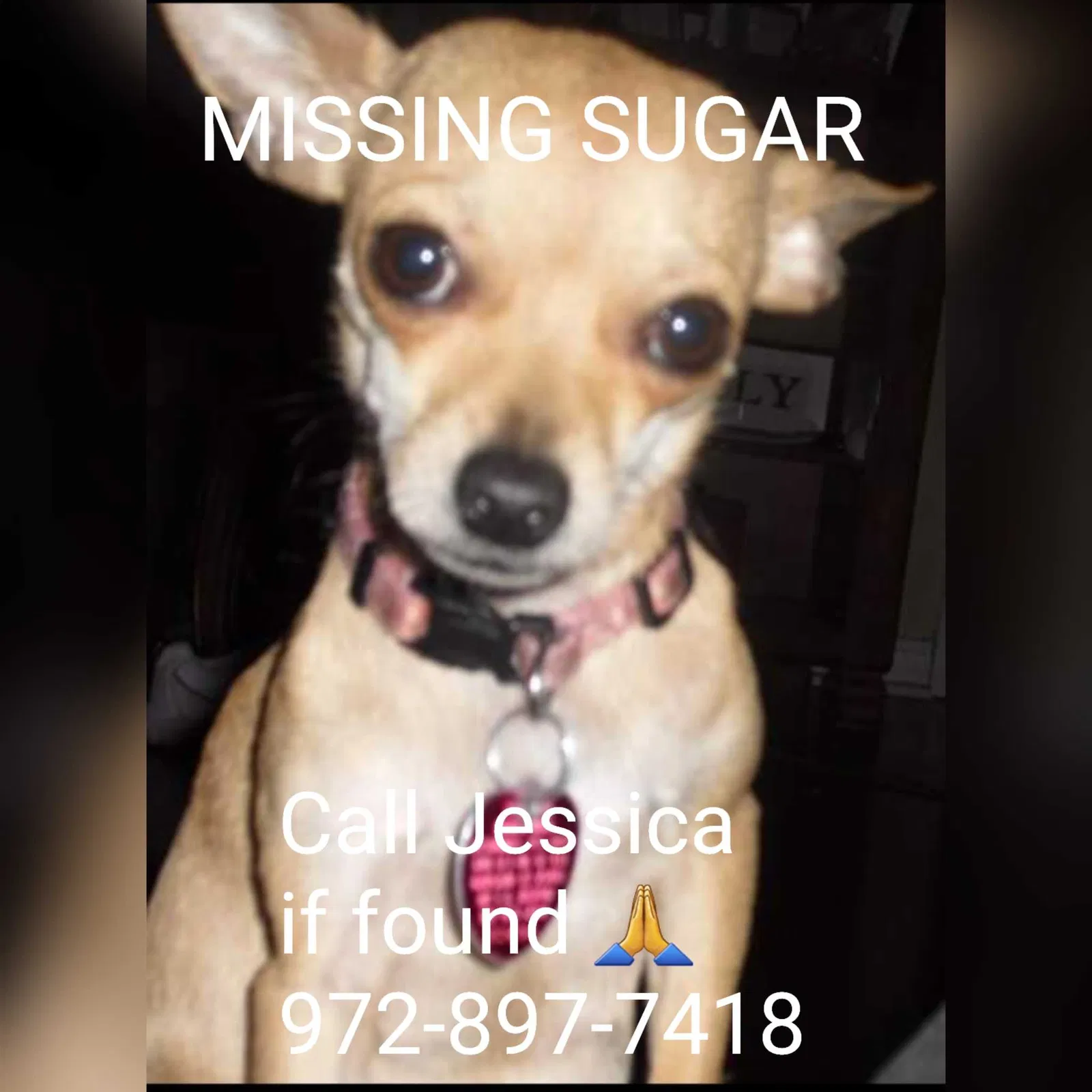 Lost dog in Mesquite, TX, 75181
