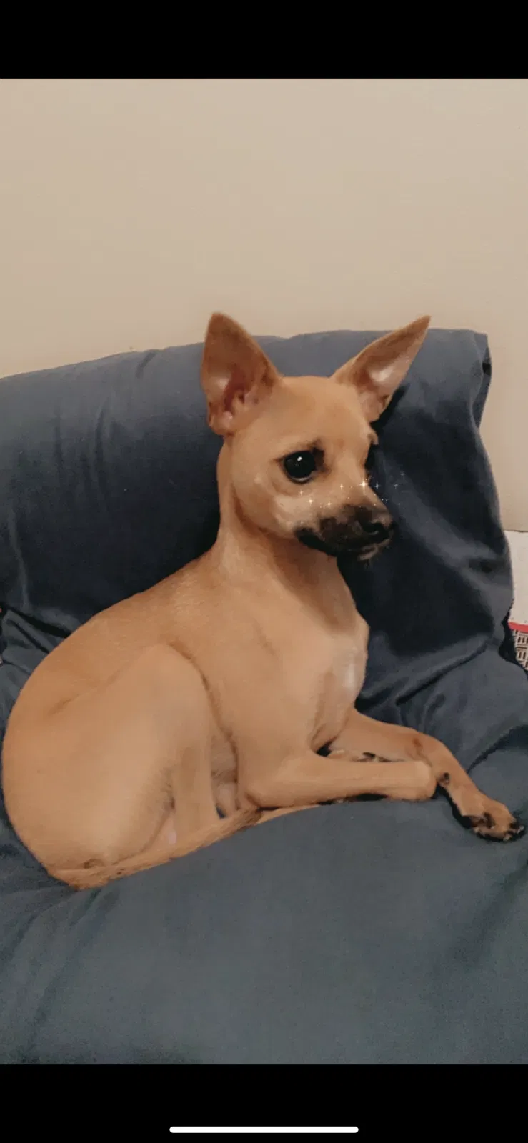 Lost dog in Phenix City, AL, 36869