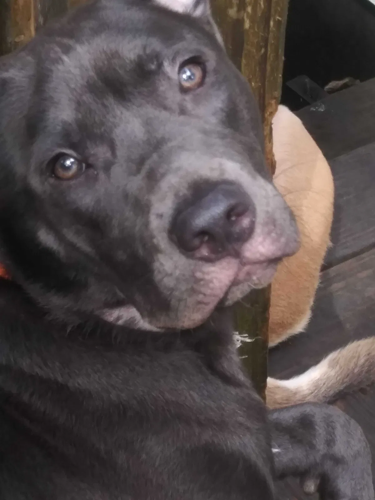 Lost dog in Macon, GA, 31211