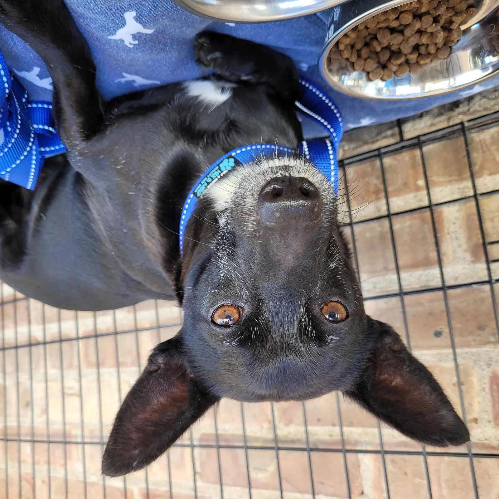 Found dog in Chicago, IL, 60655