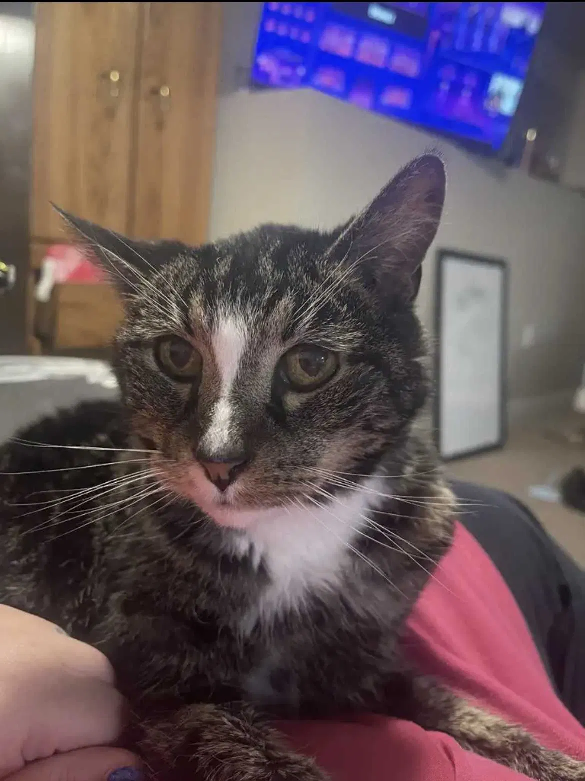 Lost cat in Unknown, SC, 29486