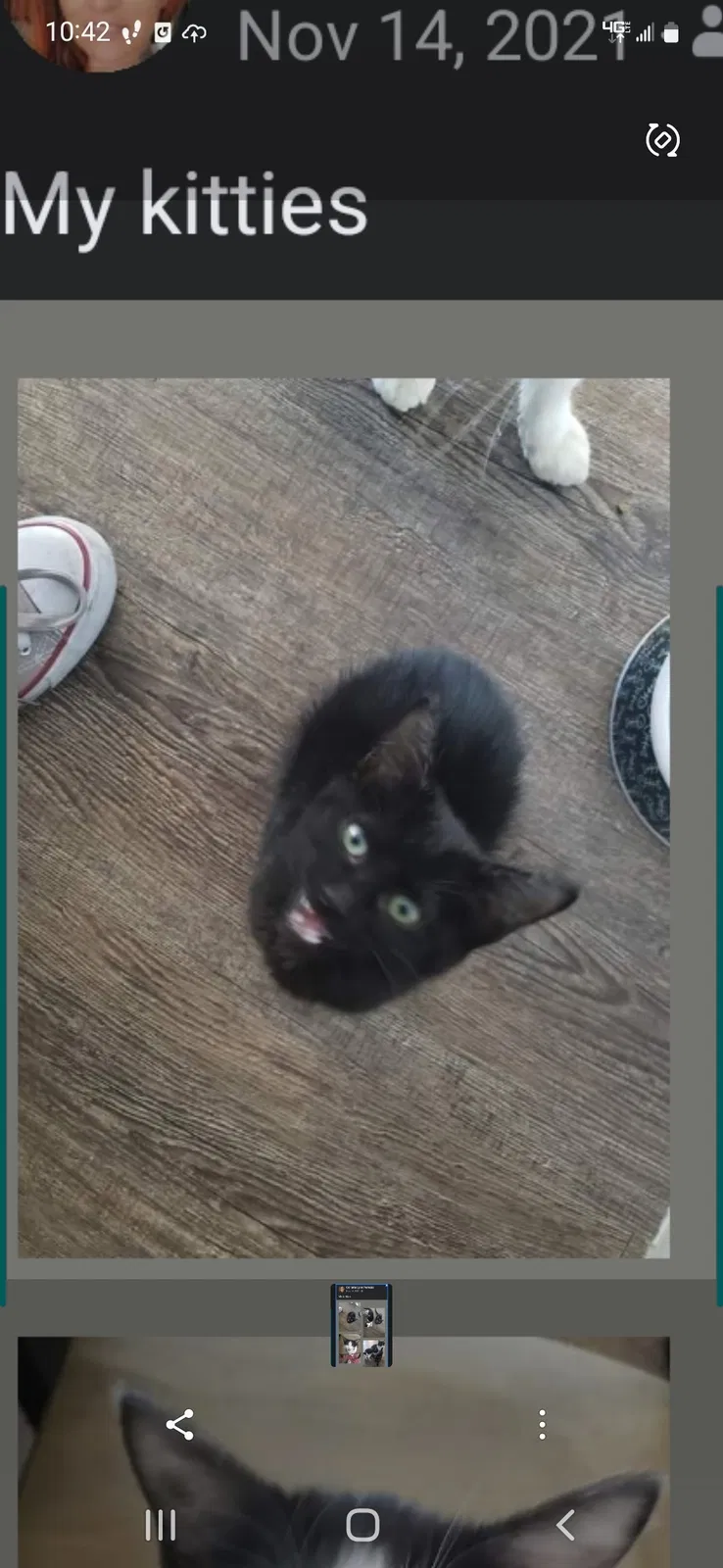 Lost cat in Bullhead City, AZ, 86429