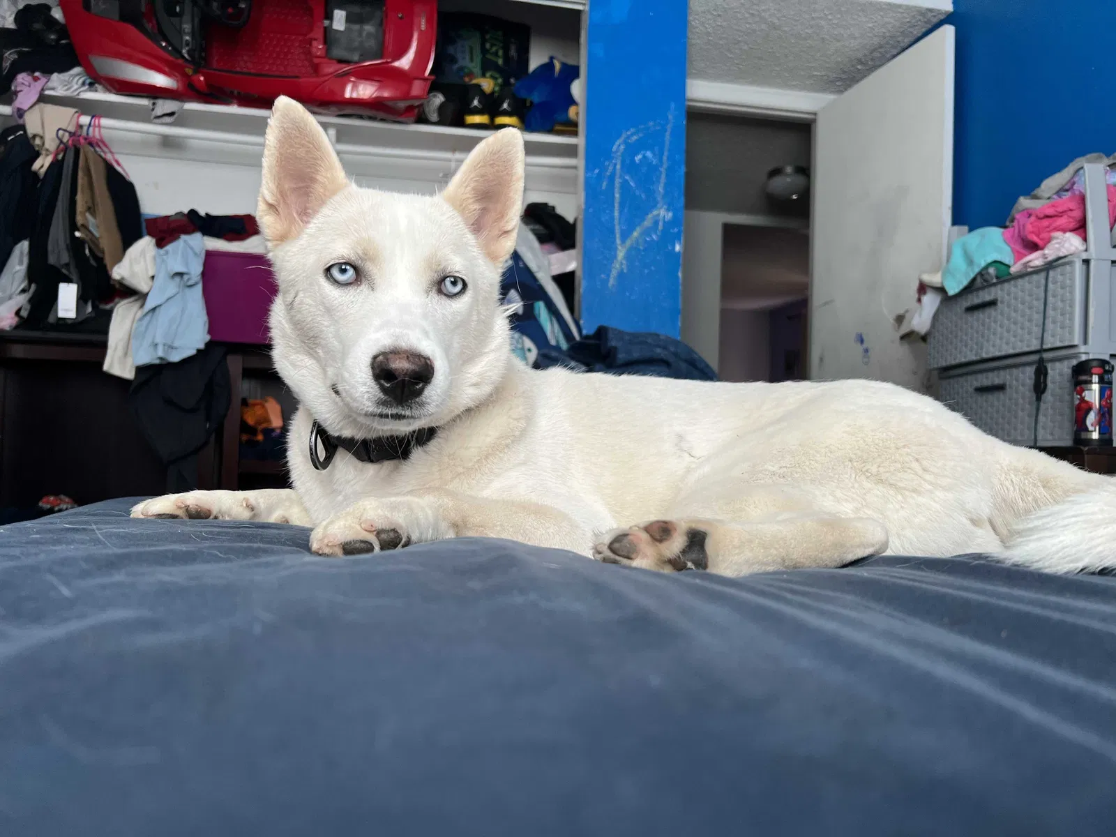 Lost dog in Las Vegas, NV, 89102