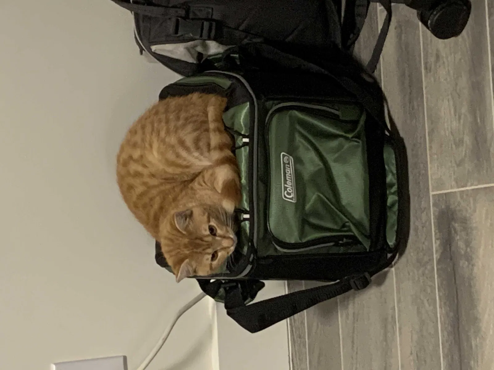 Lost cat in Raleigh, NC, 27613
