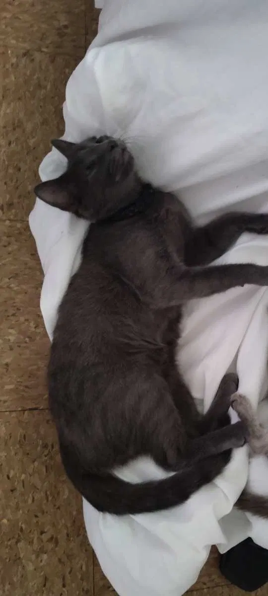 Lost cat in Saint Paul, MN, 55106