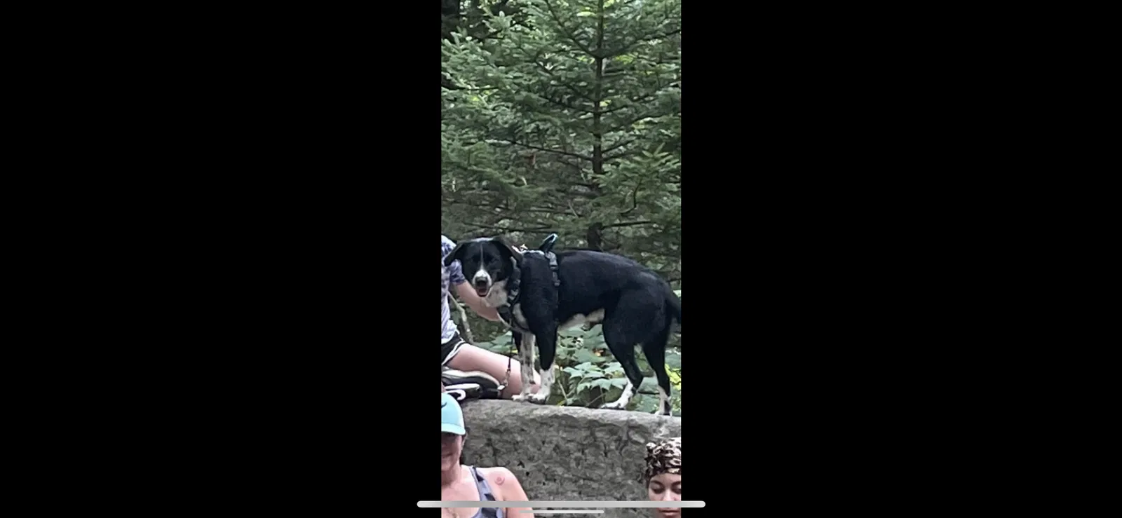 Lost dog in Cornelius, NC, 28031