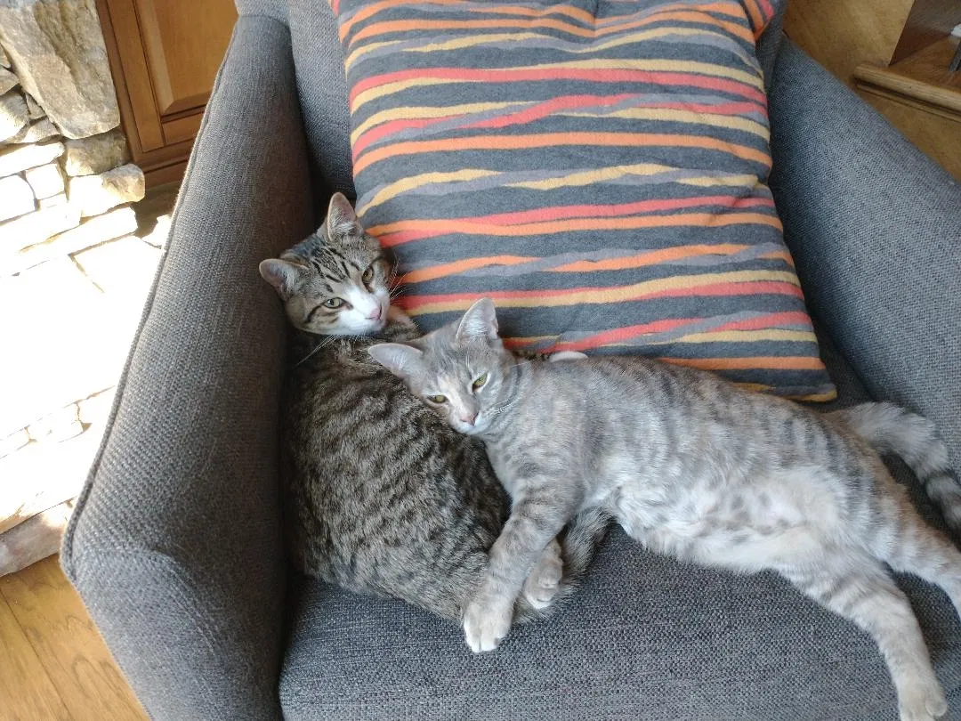 Lost cat in Asheville, NC, 28806
