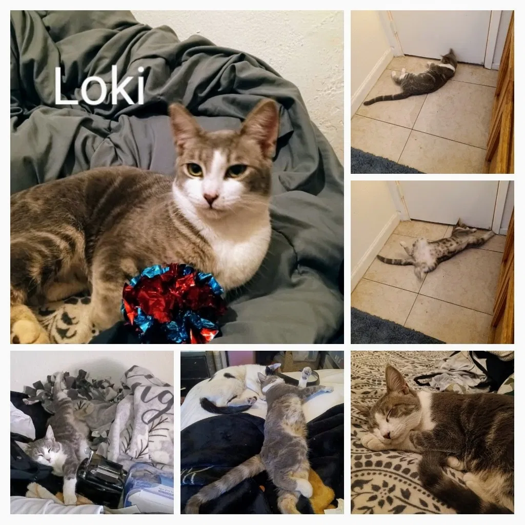Lost cat in Bakersfield, CA, 93311