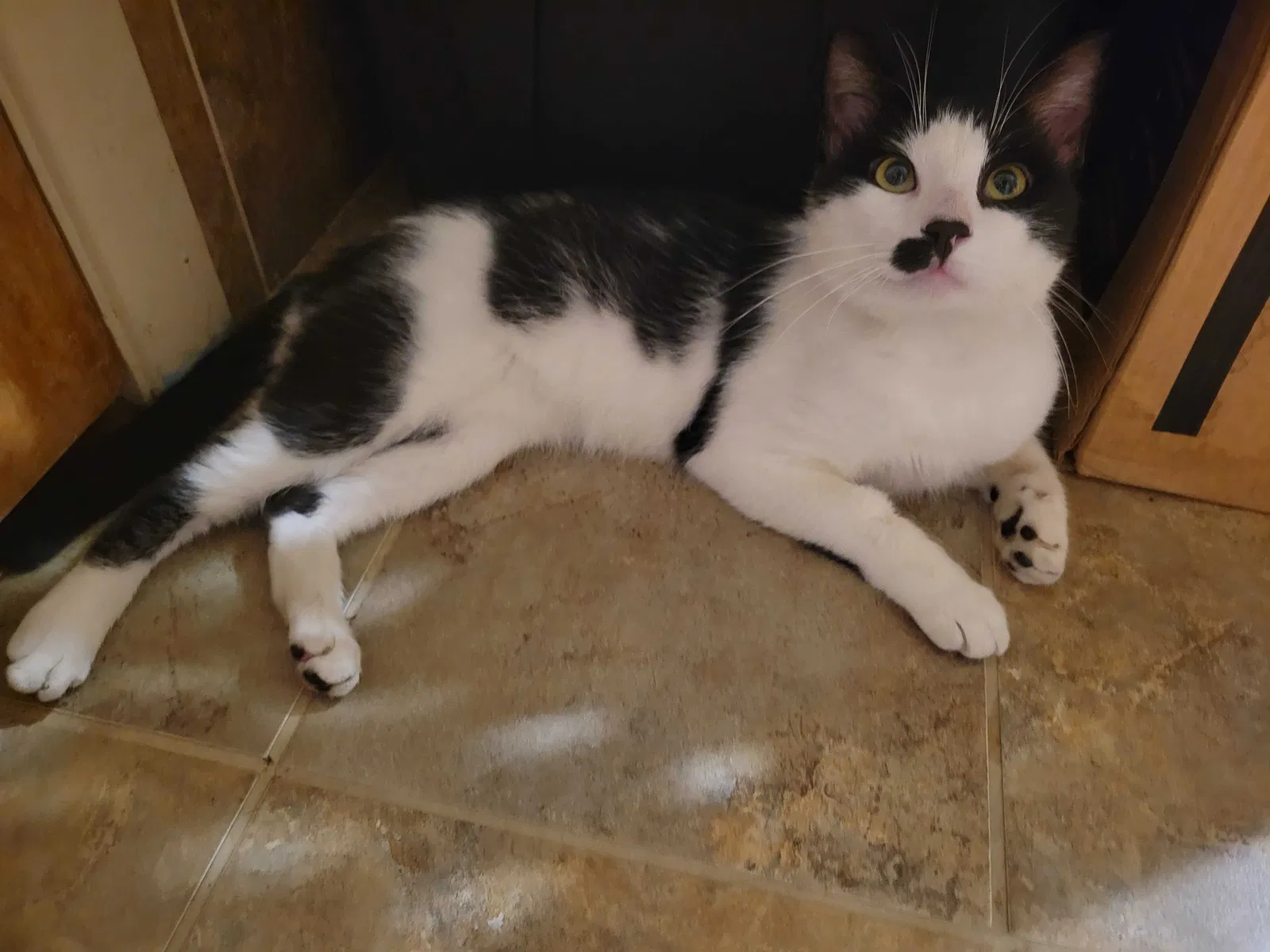 Found cat in Harrisburg, PA, 17109
