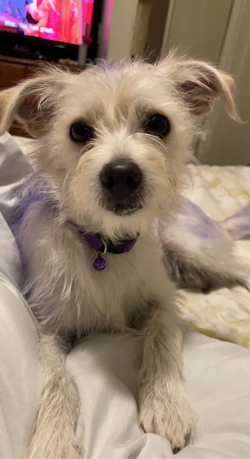 Lost dog in Rio Rancho, NM, 87124