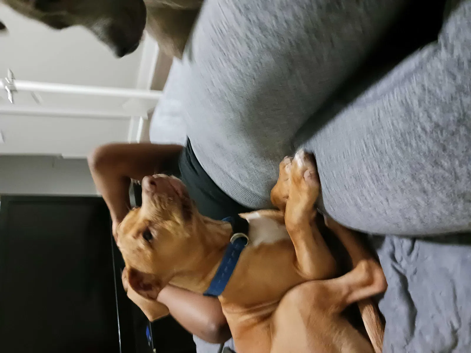 Lost dog in Atlanta, GA, 30309