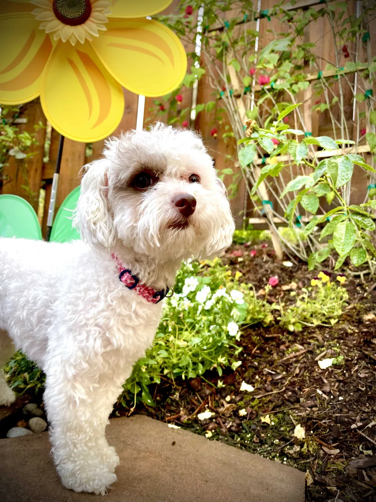 Lost dog in Portland, OR, 97230