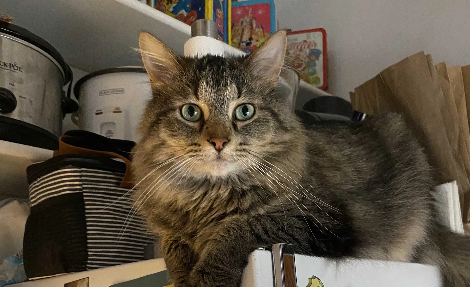 Lost cat in Saint Louis, MO, 63116