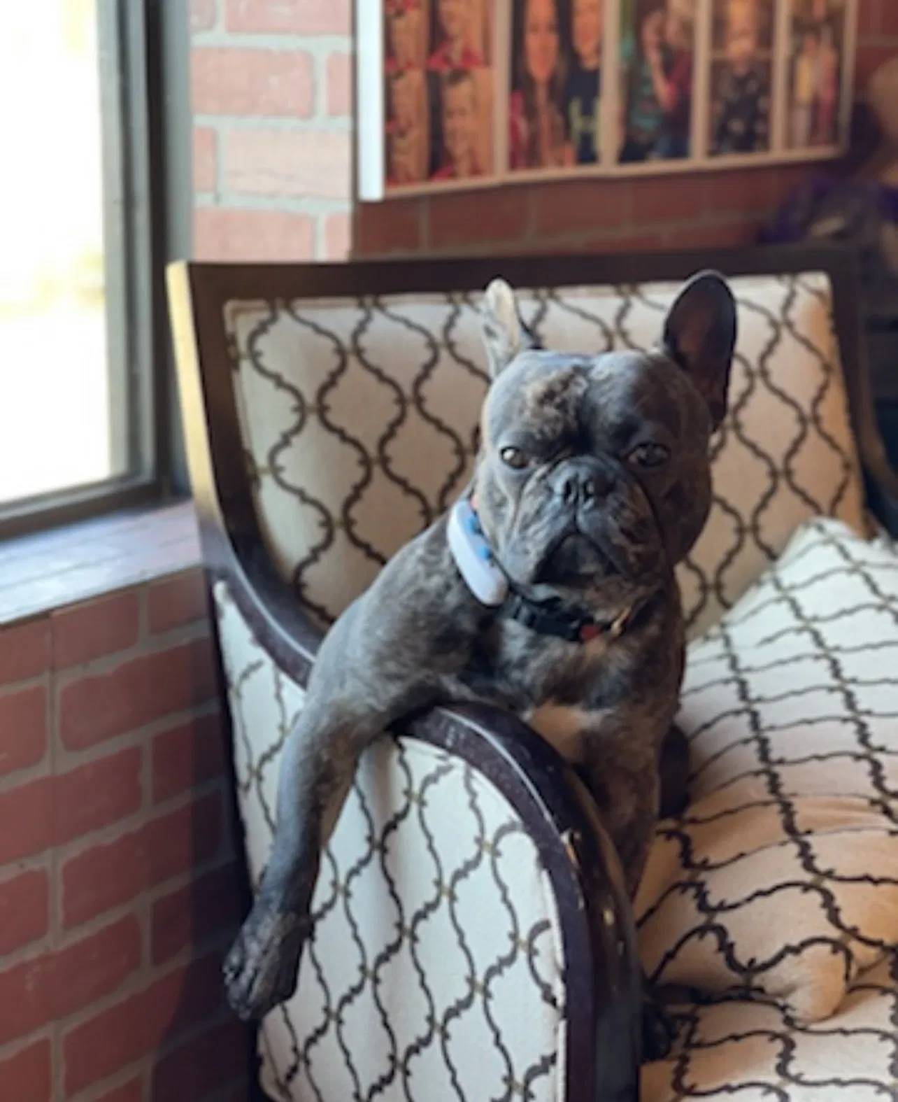 Lost dog in Dripping Springs, TX, 78620