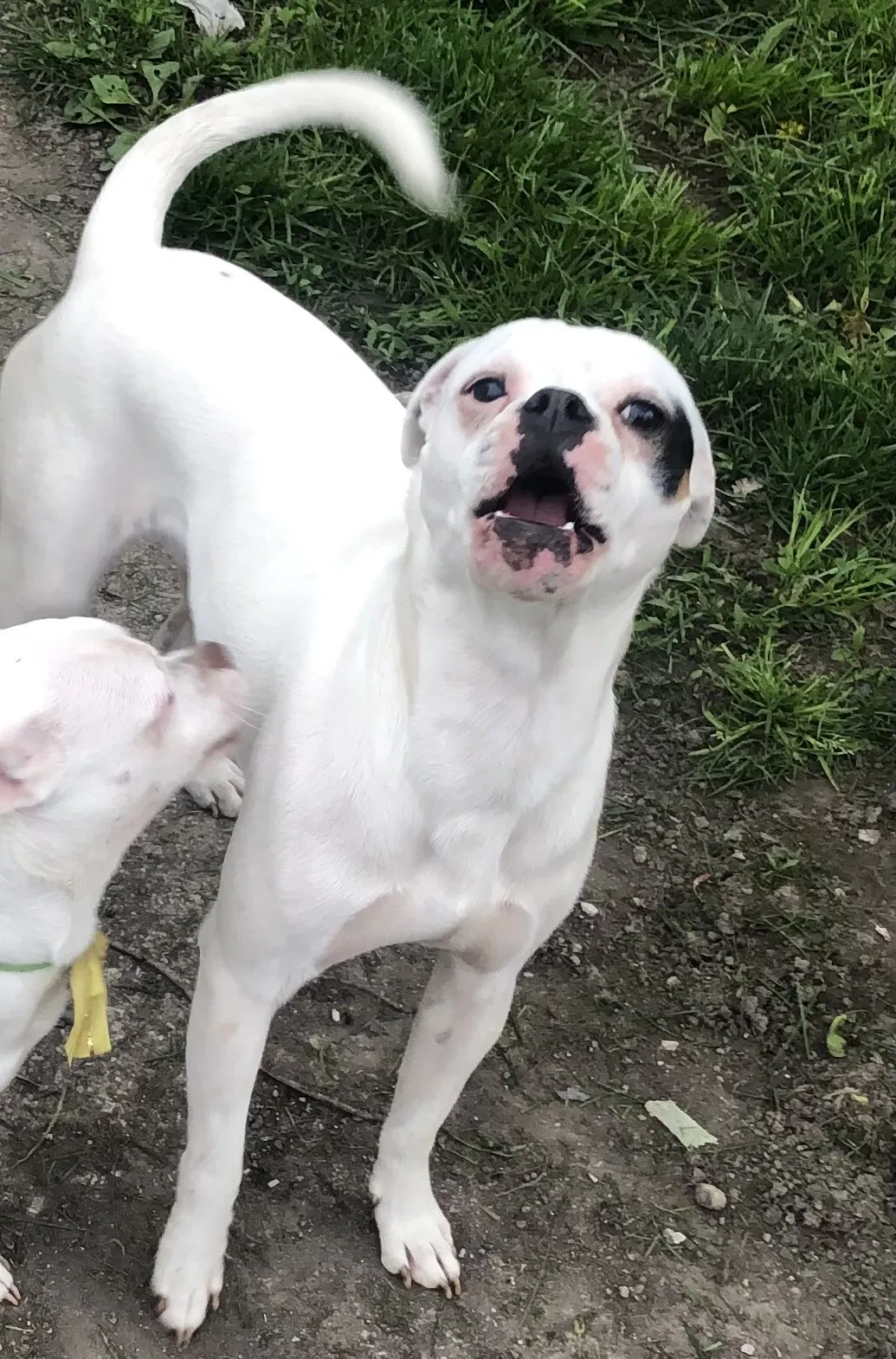 Lost dog in Indianapolis, IN, 46222