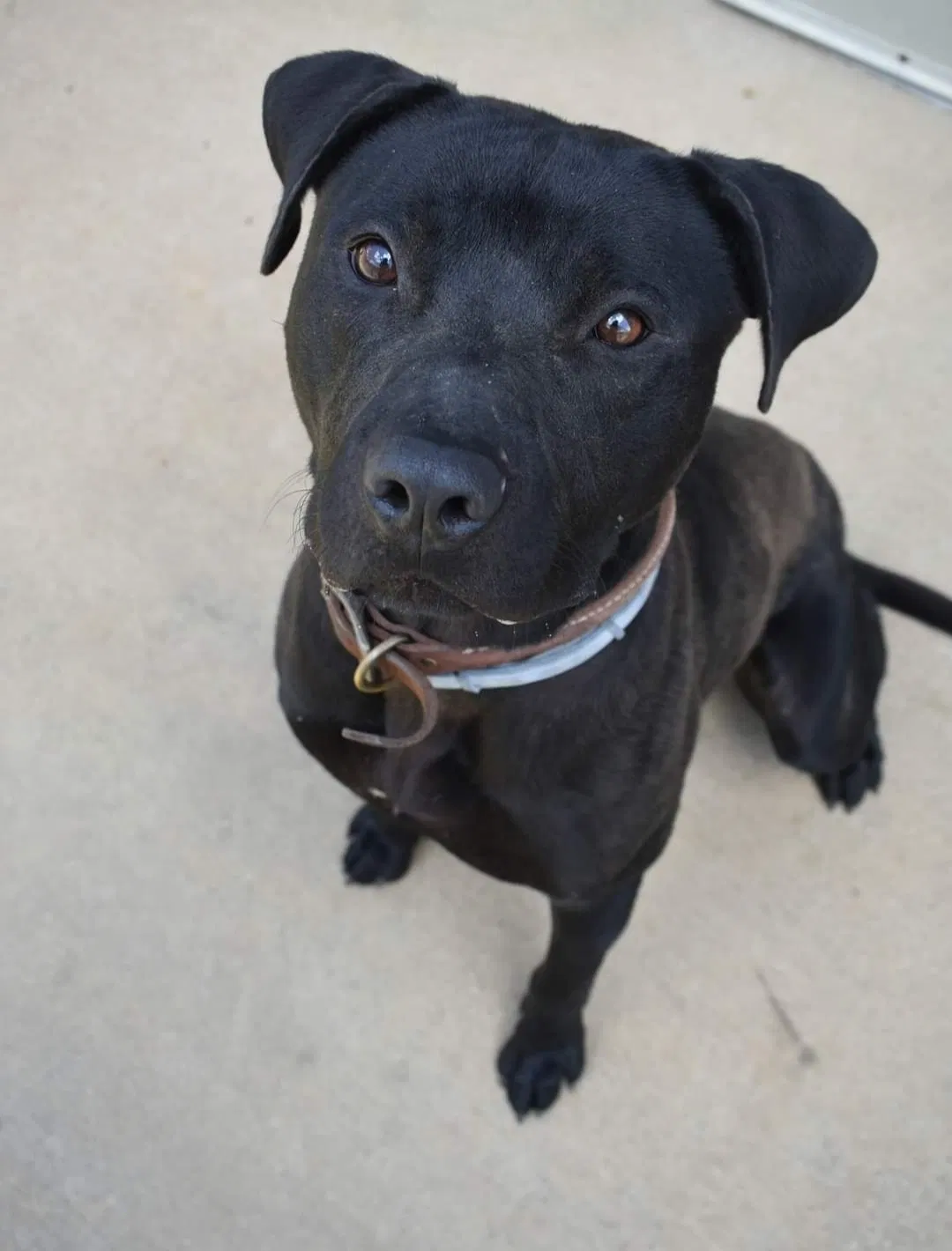 Lost dog in Christmas, FL, 32709