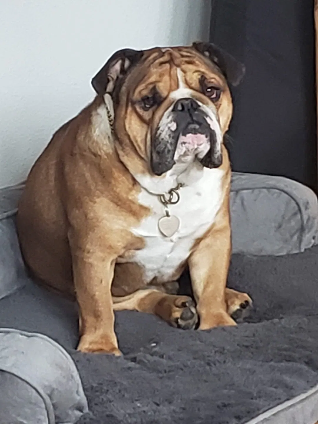 Lost dog in Pardeeville, WI, 53954