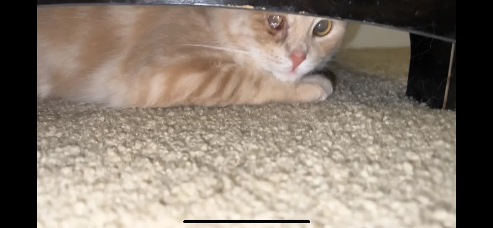 Lost cat in Fayetteville, NC, 28306