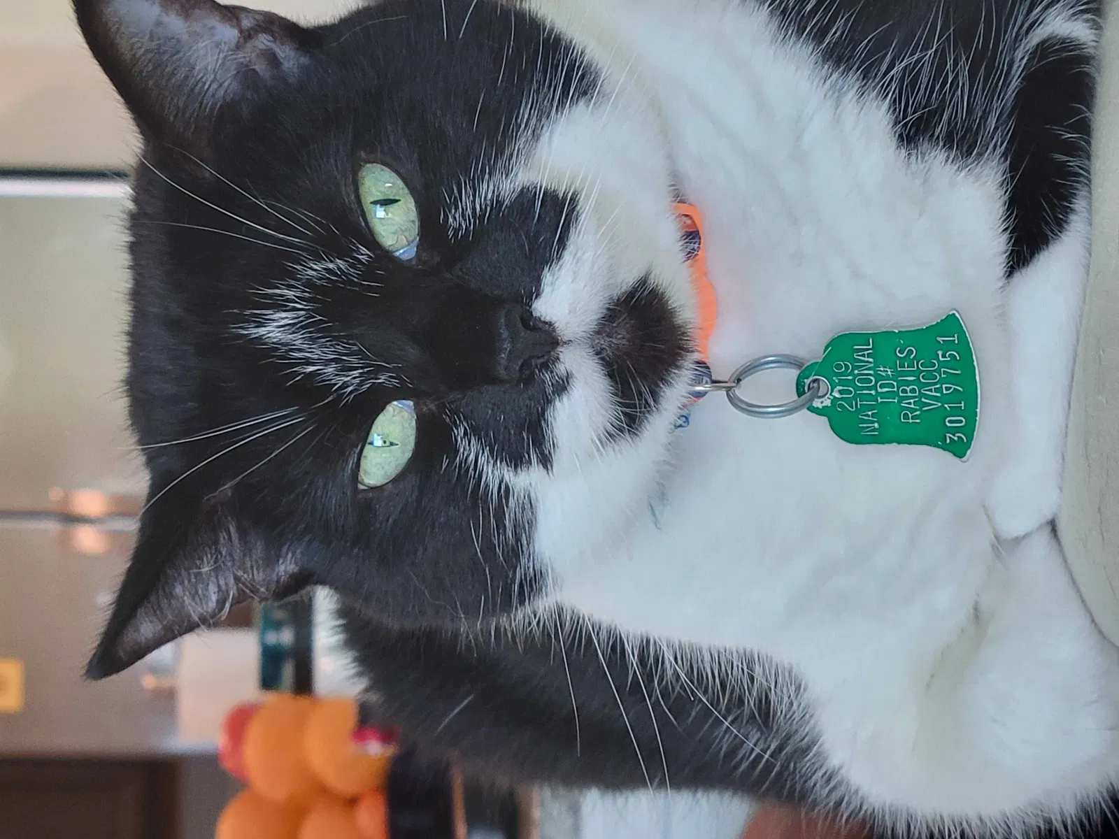 Lost cat in Fort Pierce, FL, 34947