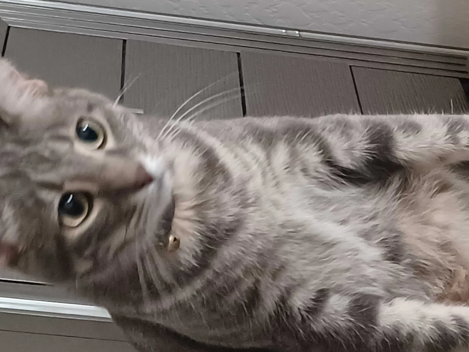 Lost cat in Phoenix, AZ, 85041