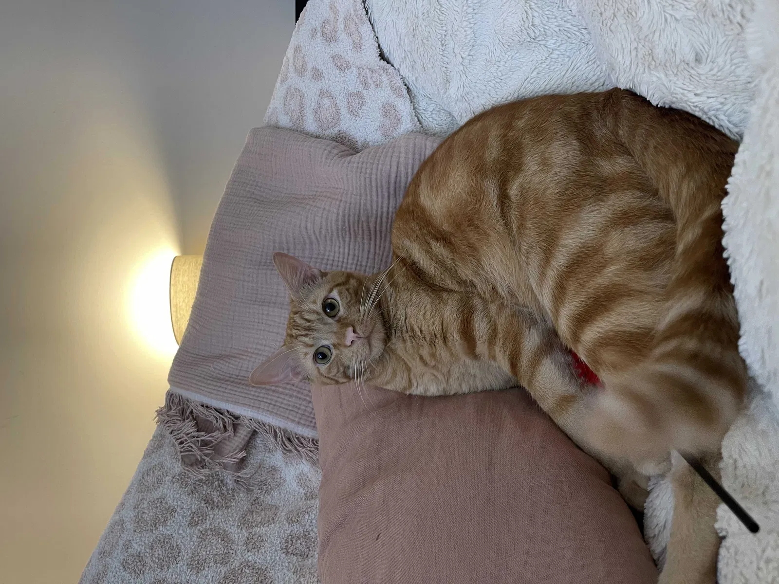 Lost cat in Unknown, NC, 27268