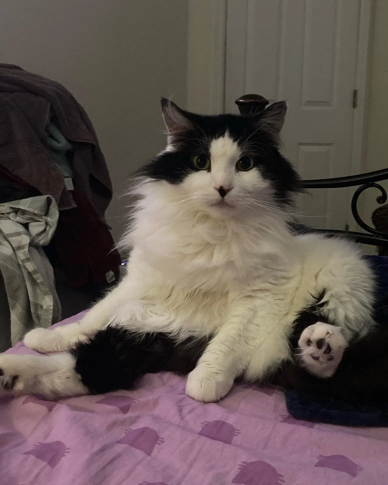 Lost cat in Unknown, CO, 80139