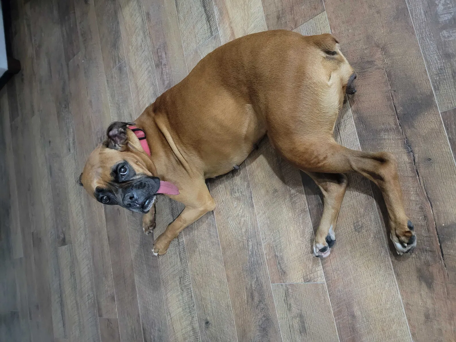 Lost dog in Cherryville, NC, 28021