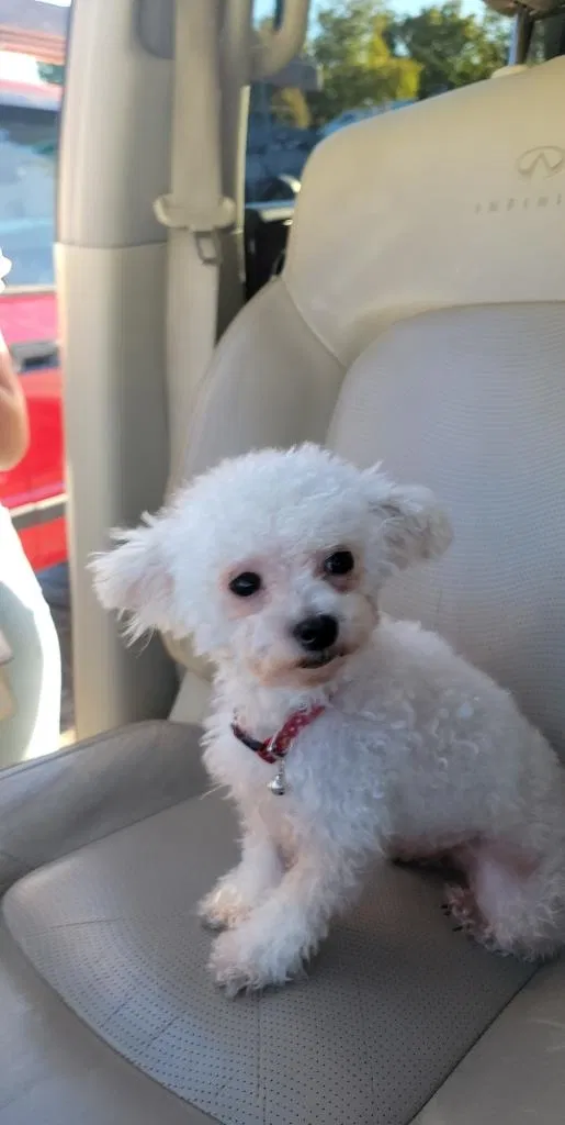 Lost dog in Sacramento, CA, 95842