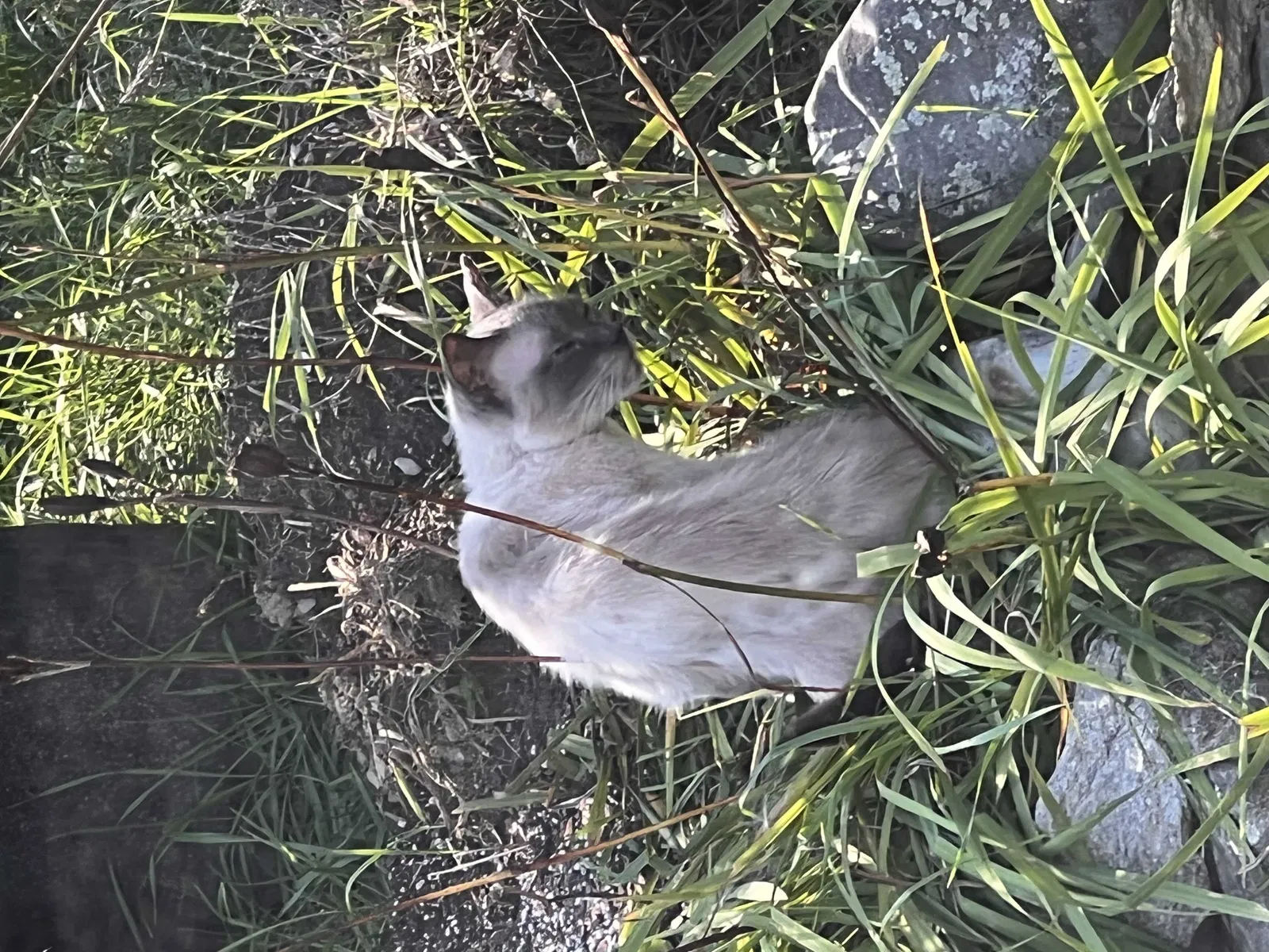 Found cat in Clinton, MA, 1510