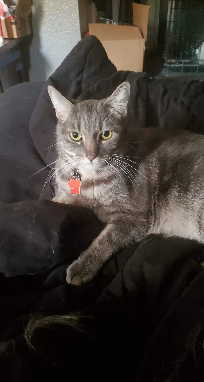Lost cat in Santa Ana, CA, 92706