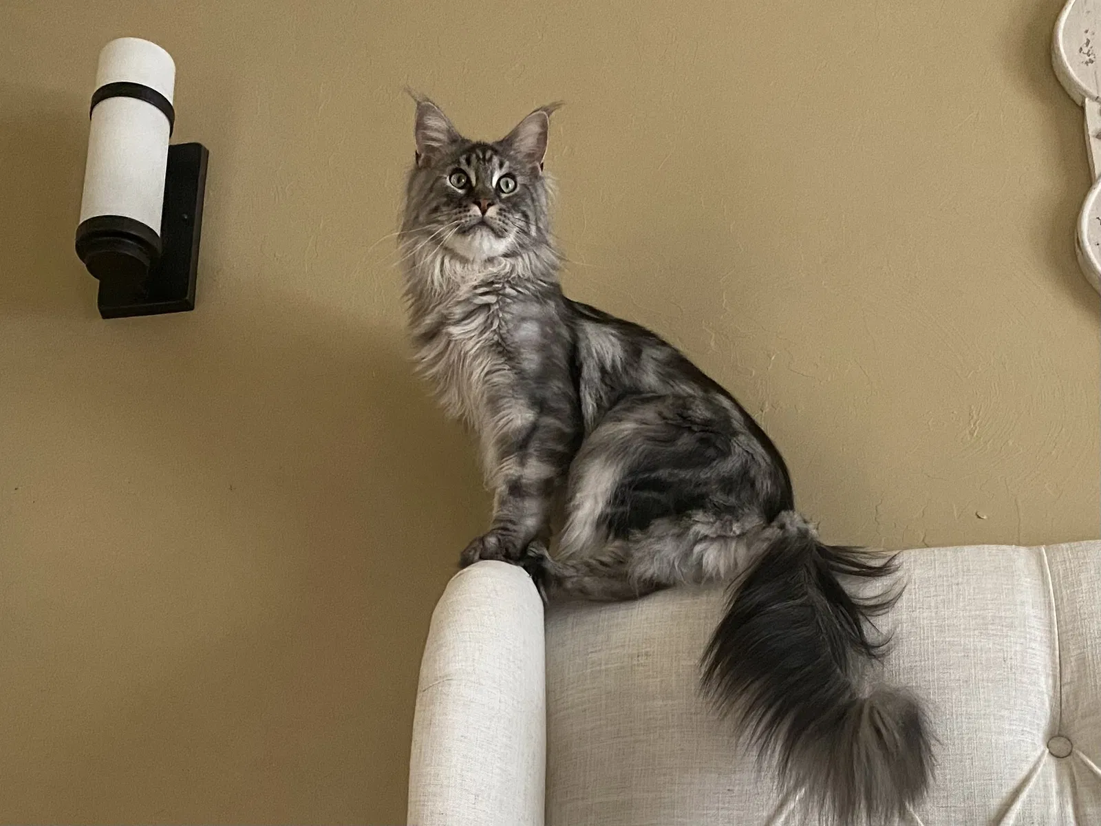 Lost cat in Edmond, OK, 73013