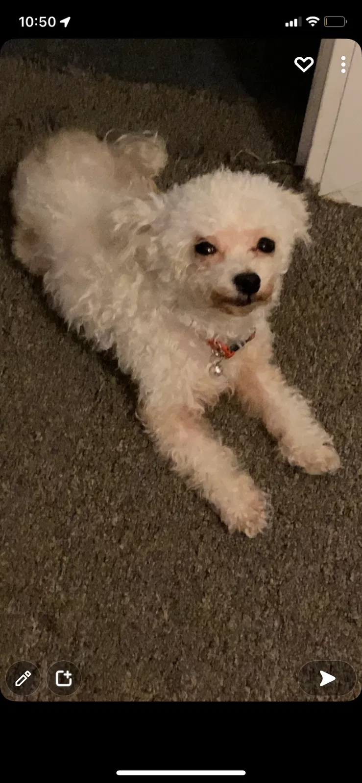 Lost dog in Sacramento, CA, 95842