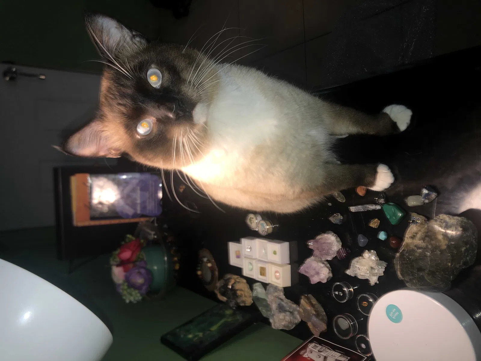 Lost cat in Jacksonville, FL, 32211