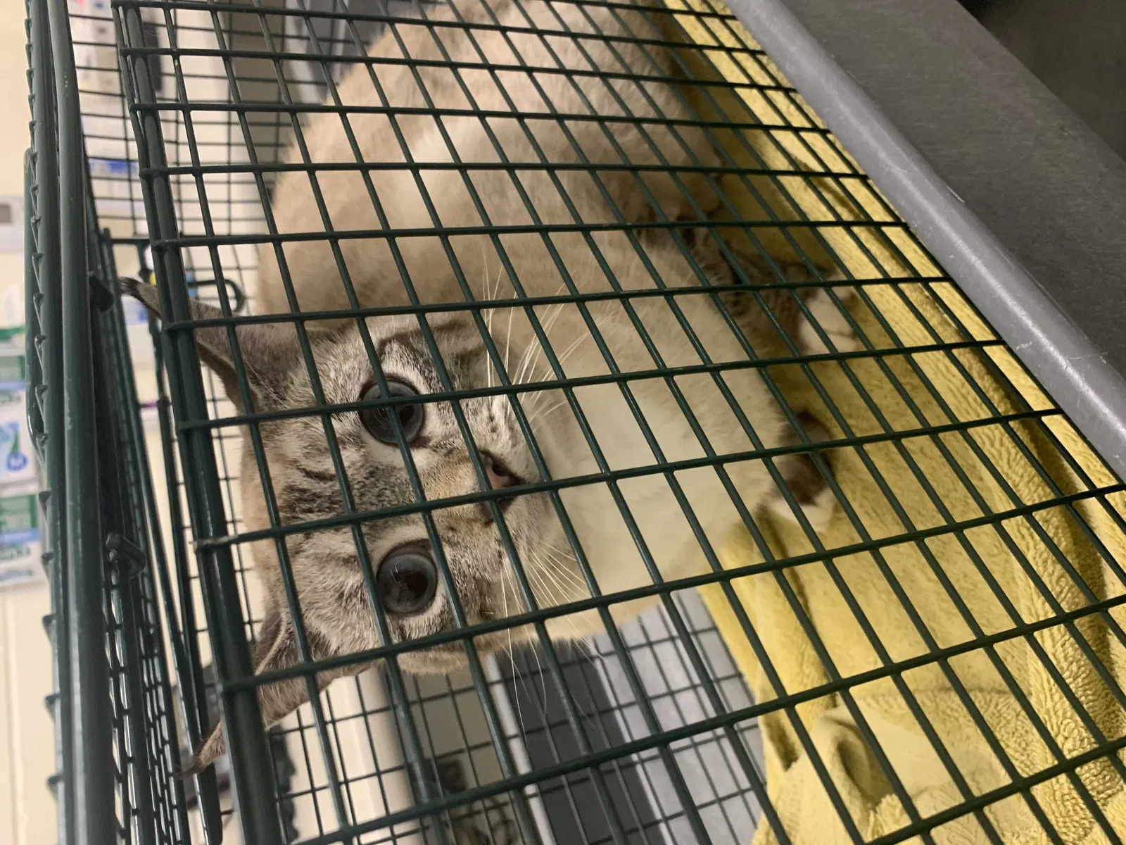 Found cat in Norton, MA, 2766
