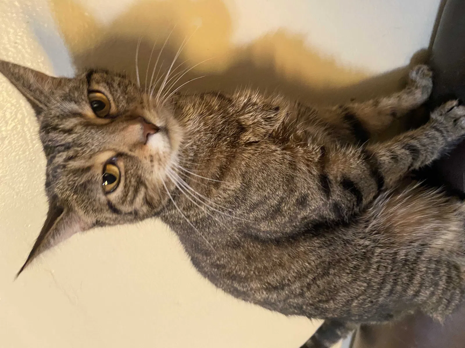 Lost cat in Jersey City, NJ, 7307