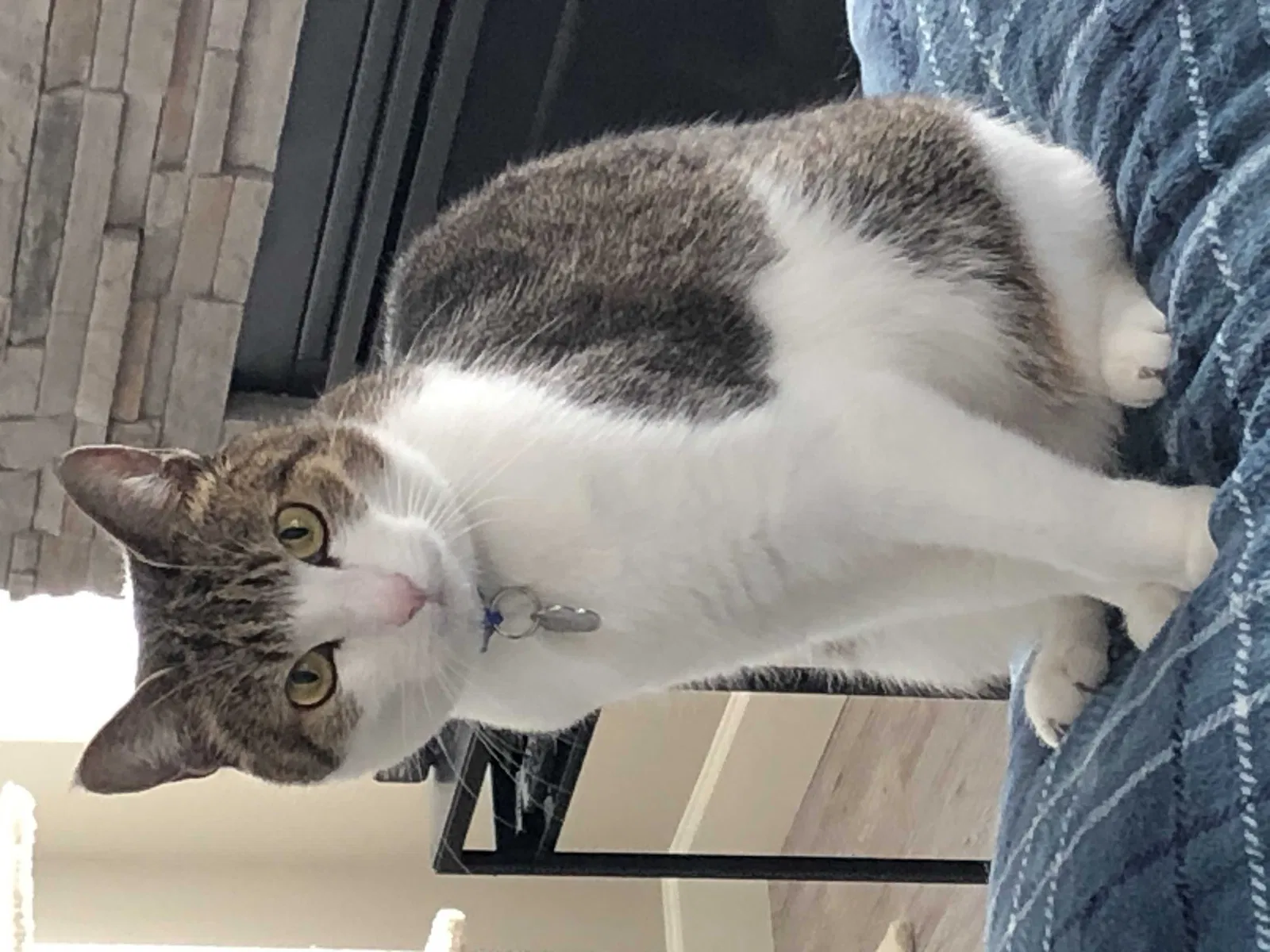 Lost cat in Battle Ground, WA, 98604