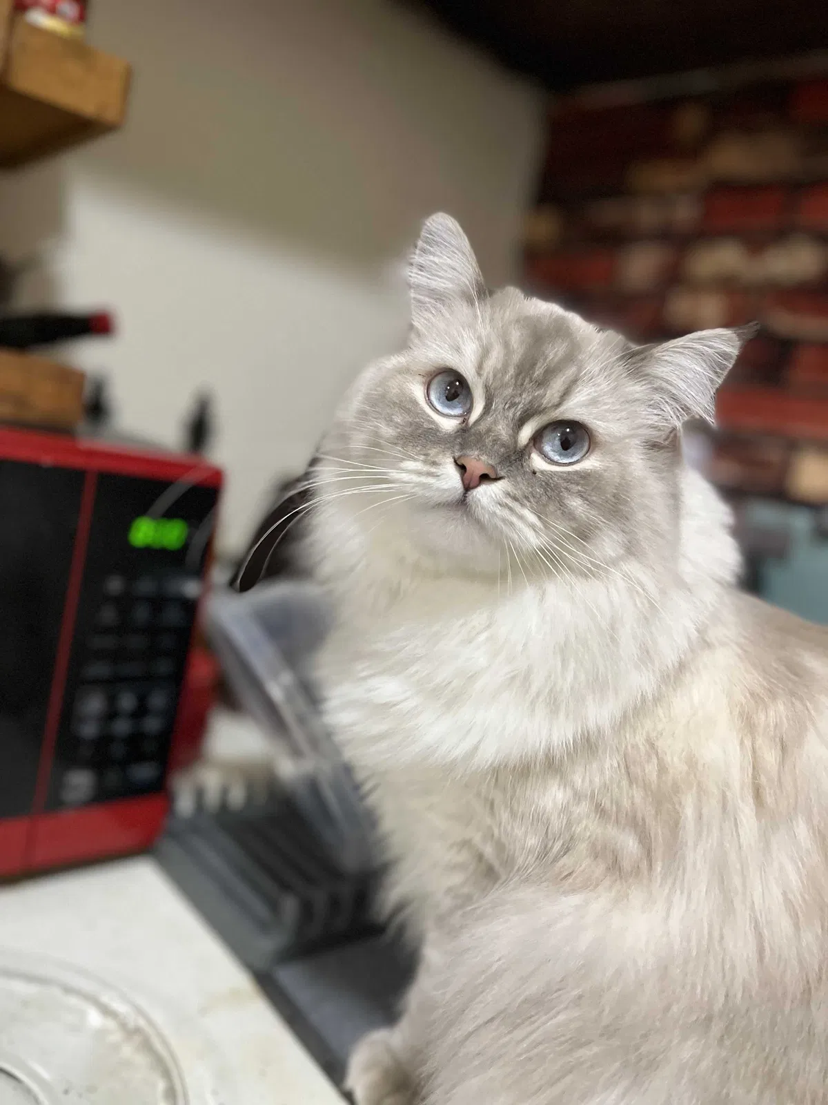 Lost cat in Dover, NJ, 7801