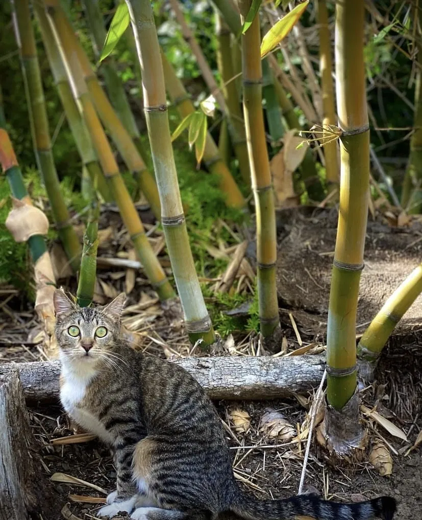 Lost cat in San Juan Capistrano, CA, 92675
