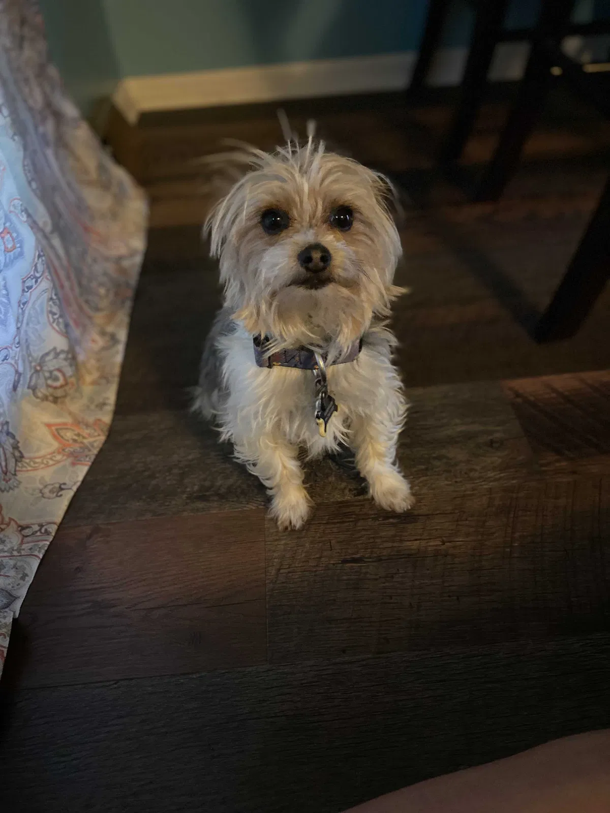 Lost dog in Clarksville, TN, 37040