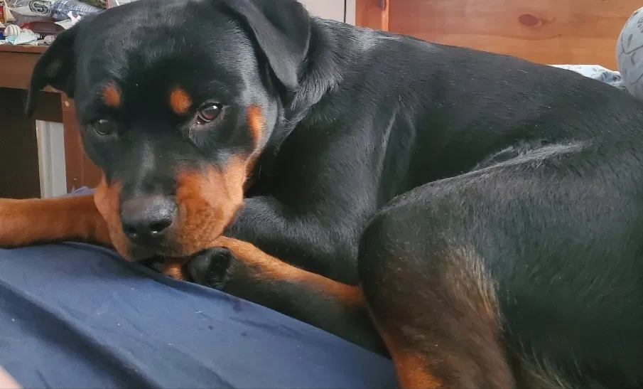 Lost dog in Hampton, VA, 23669