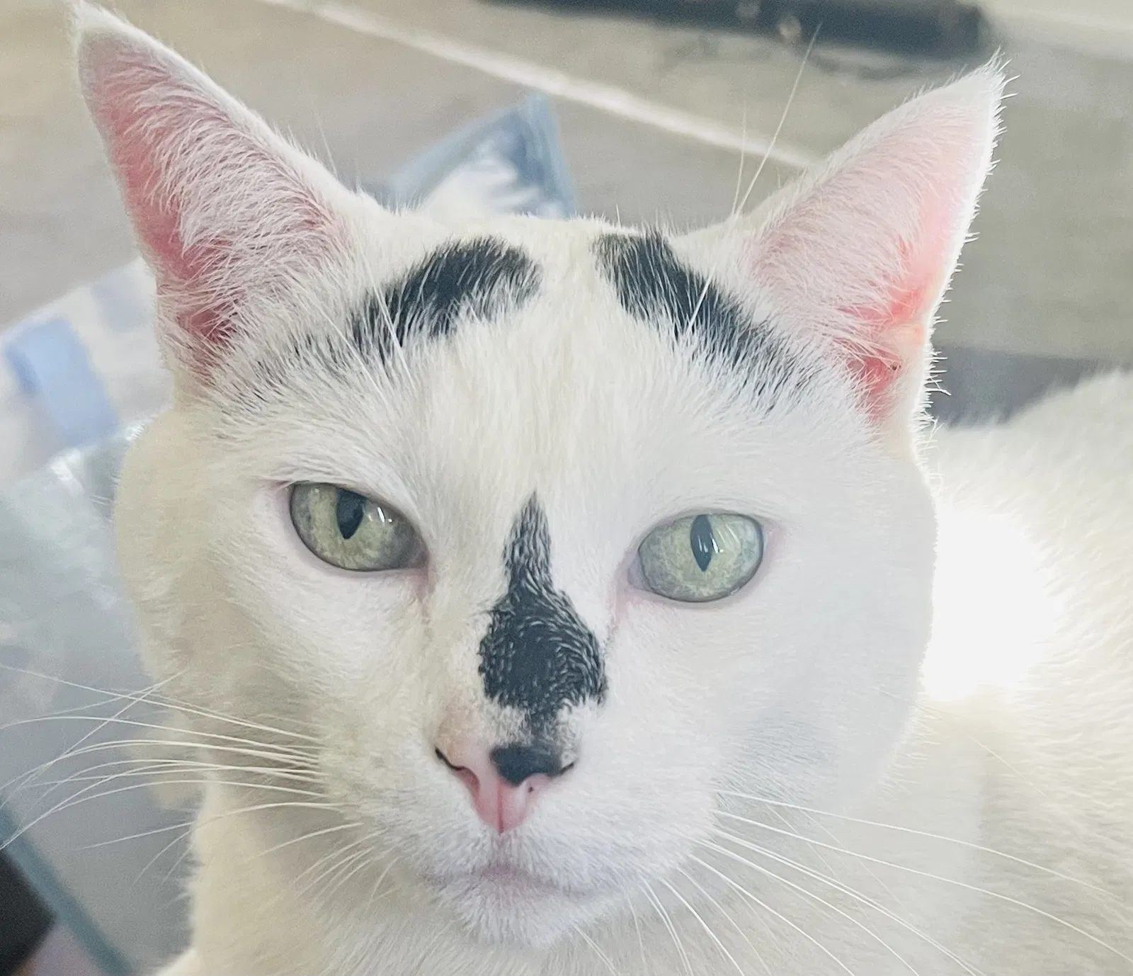 Lost cat in Monterey, CA, 93940