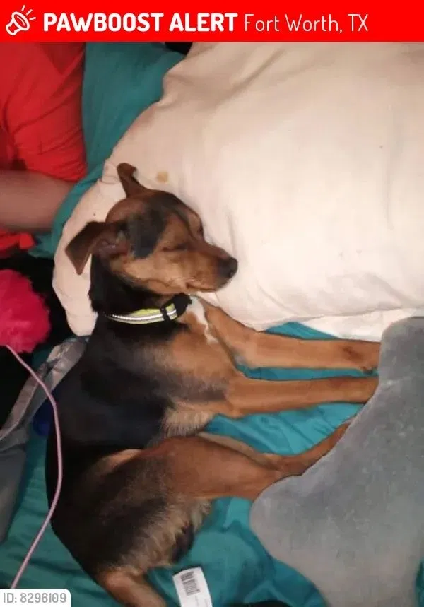 Lost dog in Fort Worth, TX, 76115