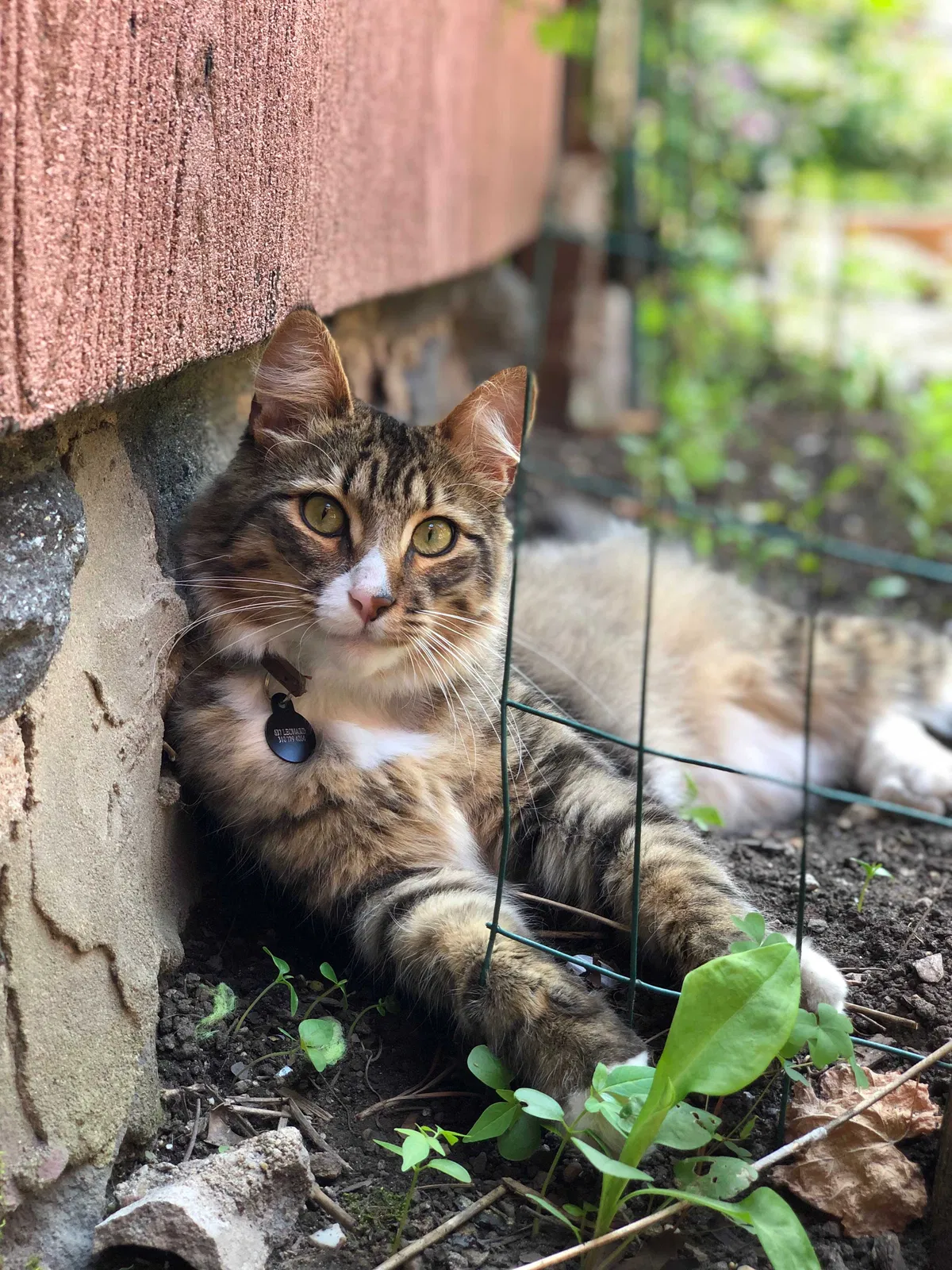 Lost cat in Brooklyn, NY, 11222